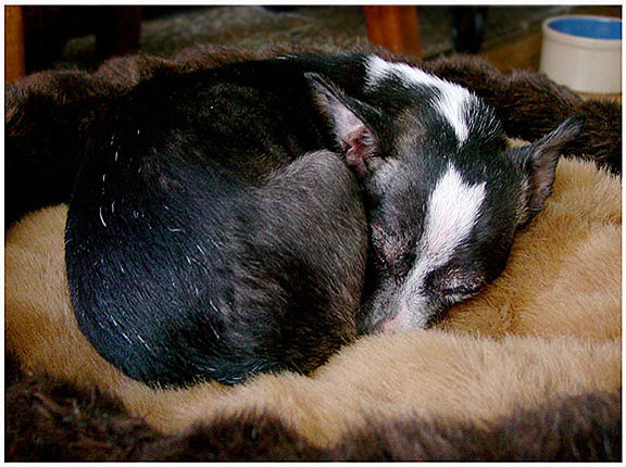 sleeping dog lays | photos and pic of dogs and cats | Pleasant Hill